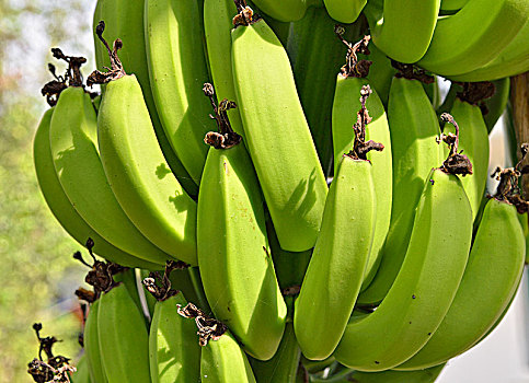 香蕉,维拉克鲁斯,墨西哥,中美洲
