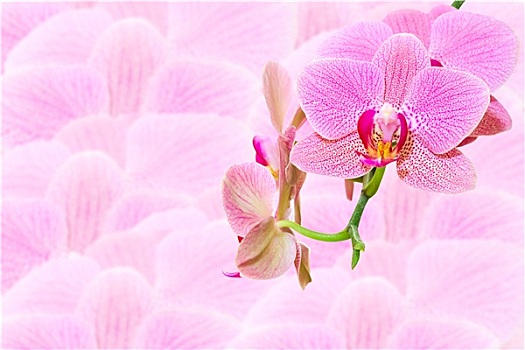 粉色,斑点,异域风情,花,模糊,兰花,花瓣