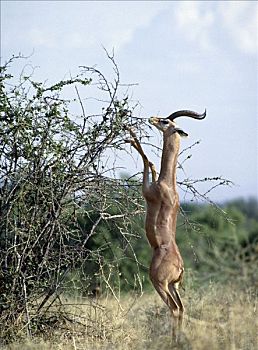 雄性,非洲瞪羚,名字,语言文字,寓意,进食,萨布鲁国家公园,北方,肯尼亚,罐,风景,枝条,脚,高,站立