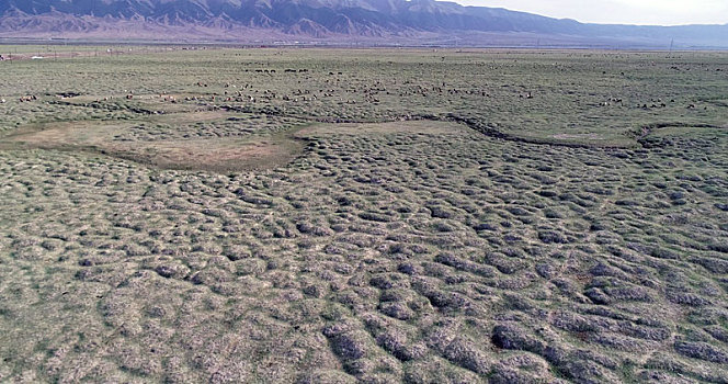 新疆巴里坤,干旱的湿地草原