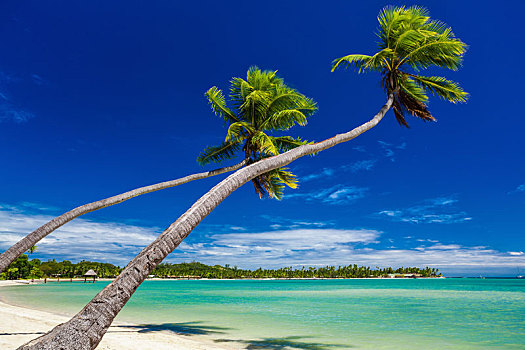 棕榈树,悬挂,上方,泻湖,斐济群岛