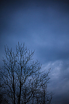 阴森恐怖树冠树枝阴霾天空
