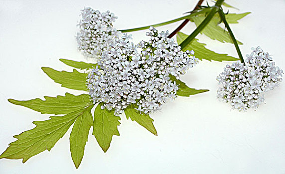 缬草属植物,花,叶子