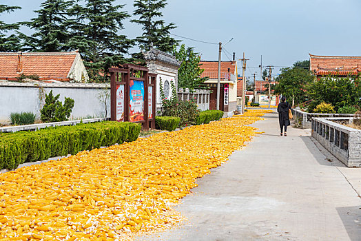 秋日农村晾晒的玉米一地金黄