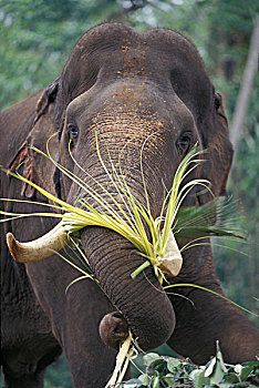 斯里兰卡,大象,品纳维拉,大象孤儿院,靠近