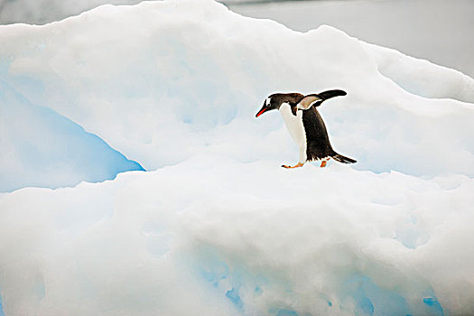 南极,港口,巴布亚企鹅,走,小,冰山