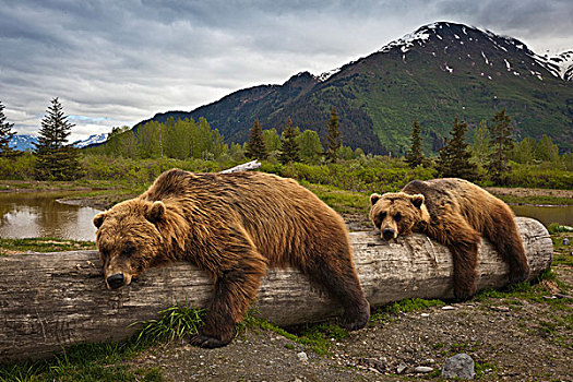 俘获,两个,成熟,棕熊,卧,原木,阿拉斯加野生动物保护中心,阿拉斯加,夏天