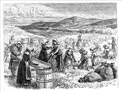 科德角,女人,挑选,分类,蔓越橘,1875年,艺术家,未知