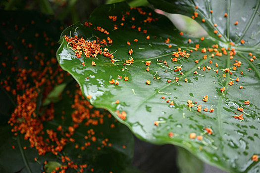 成都金秋桂花