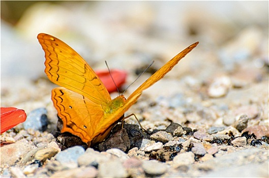 蝴蝶,橙色,进食,地上