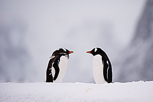 两个,巴布亚企鹅,面对面,岛屿,南极
