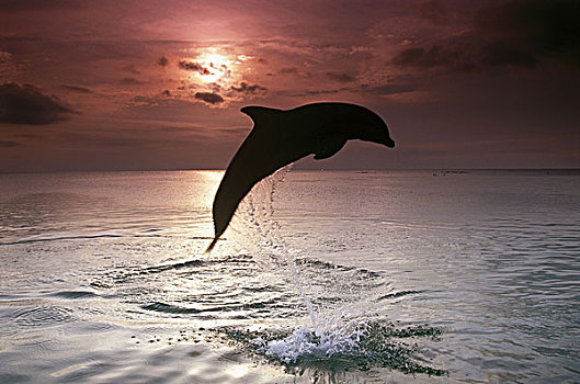 海洋,剪影,普通,海豚,真海豚,跳跃,日落,序列,水,野生动物,动物,哺乳动物,移动,象征,力量,能量,动感