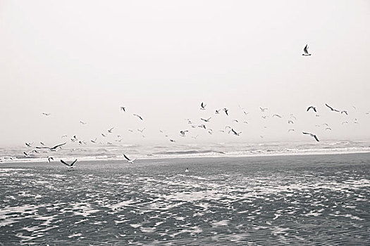 海鸥,海滩,北海