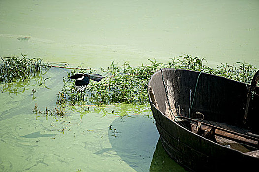 巢湖芦溪湿地蓝藻