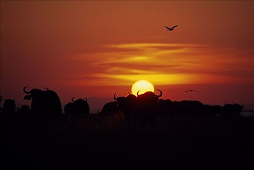 津巴布韦,非洲水牛,岸边,湖,日落