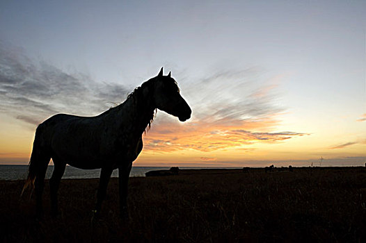 马,草原,日落,克里米亚,乌克兰,东欧