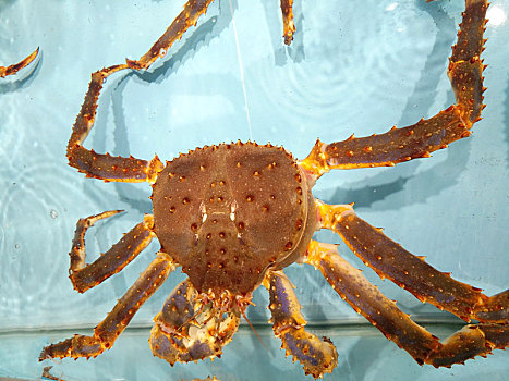 帝王蟹,海蟹
