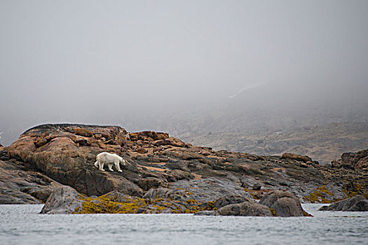 加拿大,魁北克,凶猛,湾,海峡,巴芬岛,孤单,北极熊,岩石,岸边