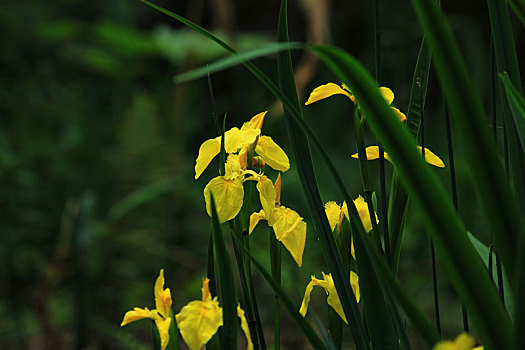 茑尾花