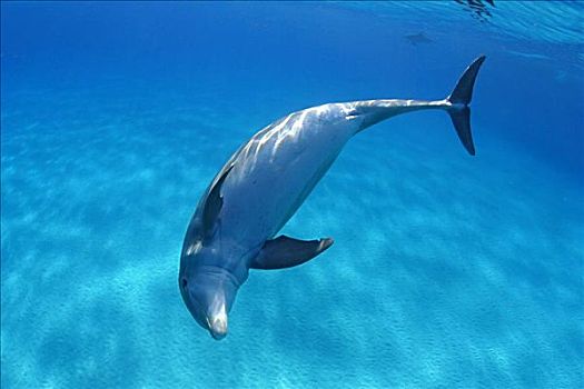 加勒比海,巴哈马,堤岸,大西洋瓶鼻海豚,宽吻海豚