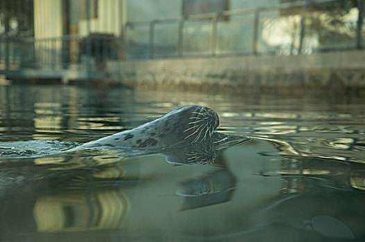 一只游泳的海豹1
