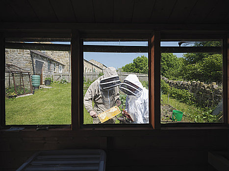 检查,蜂巢,花园
