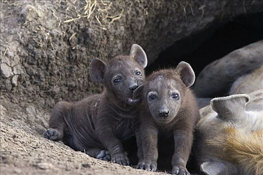 斑鬣狗,星期,老,幼兽,旁侧,睡觉,母兽,一个,咀嚼,马赛马拉国家保护区,肯尼亚