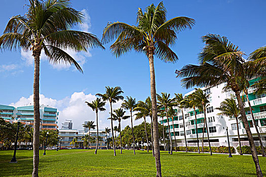 迈阿密,南海滩,公园,棕榈树,佛罗里达,美国
