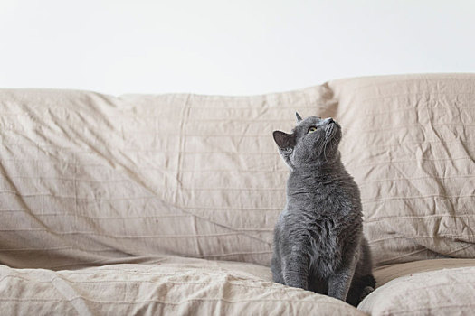 沙发上可爱的小猫