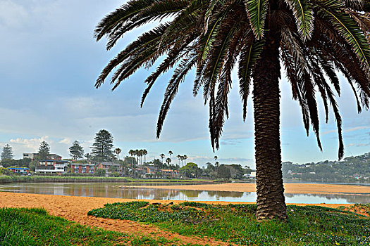 棕榈树,海岸,湖,北方,新南威尔士,澳大利亚