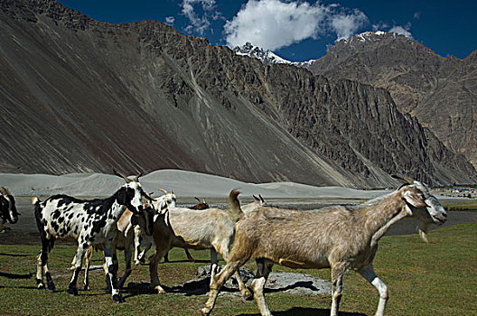 牧群,山羊,山脉,背景,山谷,查谟-克什米尔邦,印度