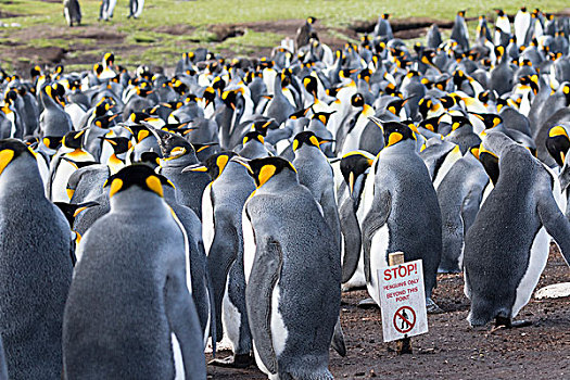 帝企鹅,福克兰群岛,南大西洋,标识,预防,游人,进入,生物群
