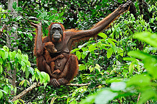 猩猩,黑猩猩,露营,檀中埠廷国立公园,婆罗洲,印度尼西亚