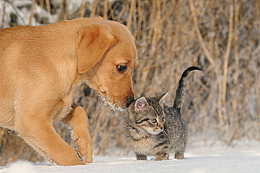 拉布拉多犬,黄色,小狗,9星期大,嗅,8周,斑猫,鲭,小猫