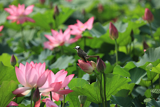 荷花,鸟