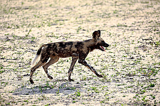 非洲野狗,非洲野犬属,成年,跑,沙子,禁猎区,克鲁格国家公园,南非,非洲