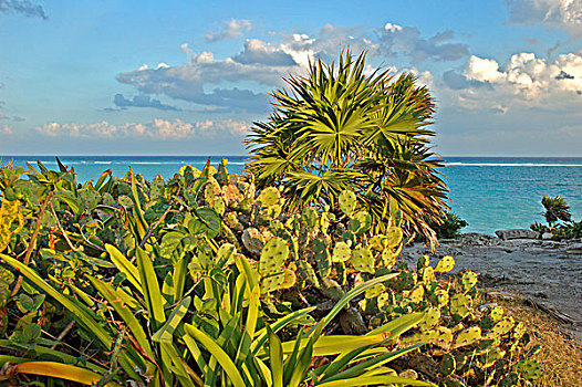 墨西哥,加勒比海,悬崖