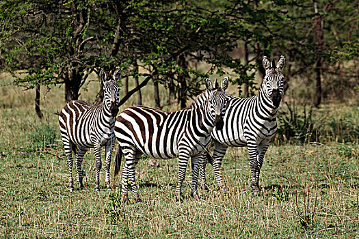 斑马,塞伦盖蒂国家公园,坦桑尼亚