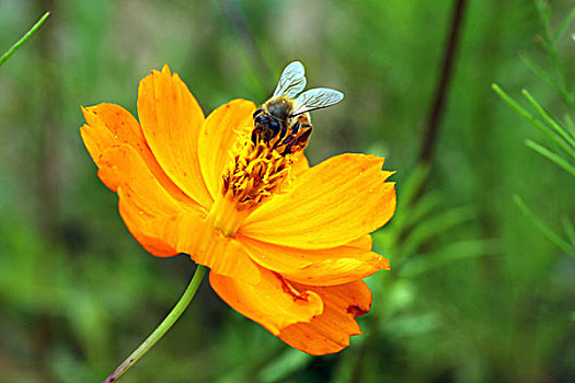 格桑花