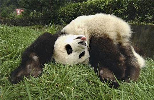 大熊猫,青草,卧龙自然保护区,中国