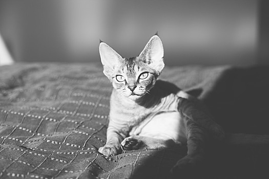 背影,白色,头像,可爱,德文雷克斯猫,猫,卧,太阳,享受,温暖