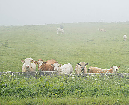 好奇,母牛,昏暗,雾气,萨瑟兰,苏格兰