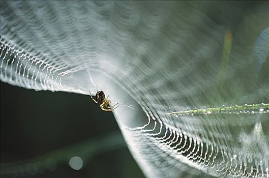 蜘蛛,蜘蛛网,德国