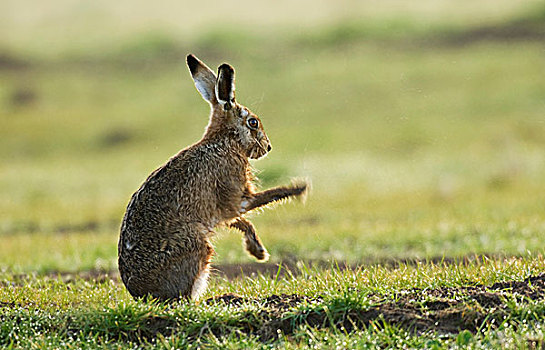 欧洲,野兔,成年,轻弹,露珠,腿,湿地,岛,英格兰,英国