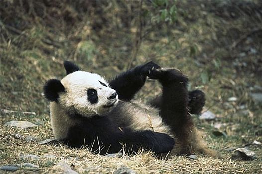 大熊猫,地上,卧龙,中国