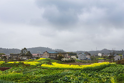 油菜花