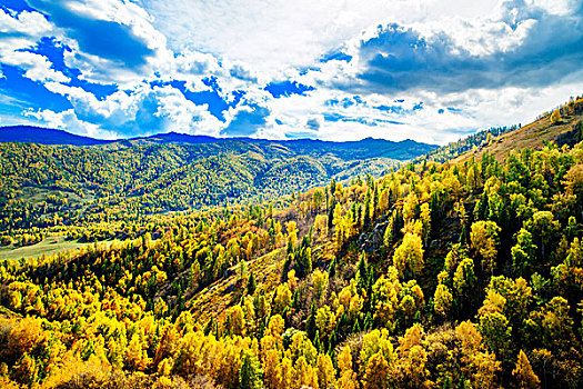 新疆,喀纳斯,秋天,杉树,黄叶