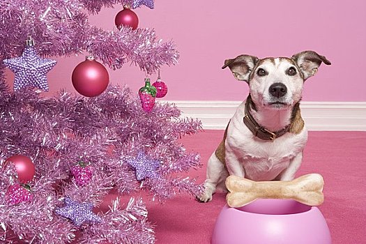 杰克罗素狗,狗,骨头,靠近,圣诞树