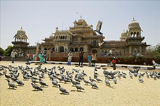 人,鸽子,户外,博物馆,斋浦尔,拉贾斯坦邦,印度