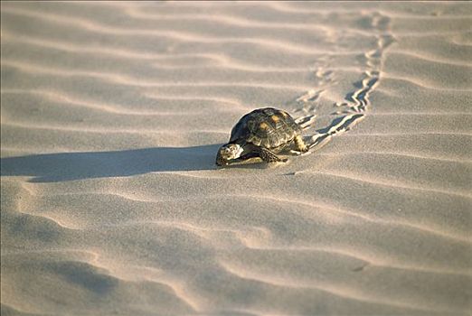 德克萨斯,龟,离开,波纹,沙子,泻湖,墨西哥